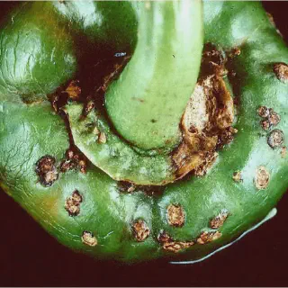 Pencegahan Serangan Bakteri dan Jamur pada Budidaya Cabe