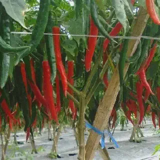 5 Hal yang Perlu Dianalisis untuk Biaya Budidaya Cabai Merah Besar yang Menguntungkan