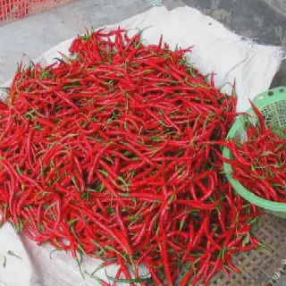 7 Tips Analisa Budidaya Cabe Merah Keriting Agar Sukses Panen Berkualitas