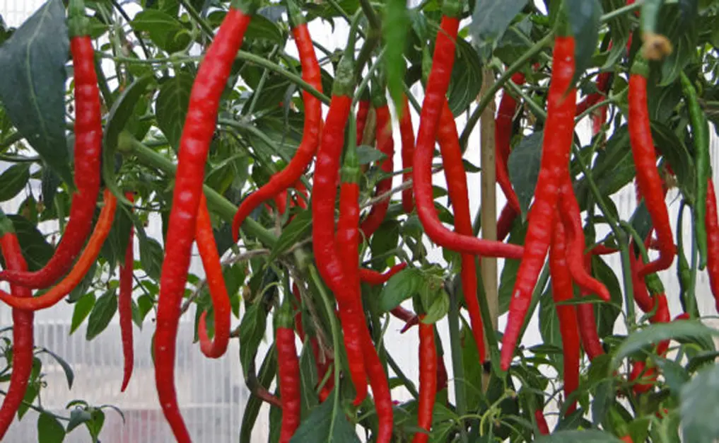 Analisa Budidaya Cabe Merah: Cara Mendapatkan Hasil Maksimal!