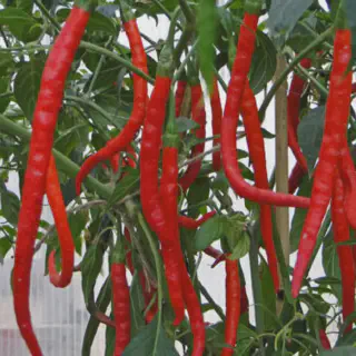 Analisa Budidaya Cabe Merah: Cara Mendapatkan Hasil Maksimal!