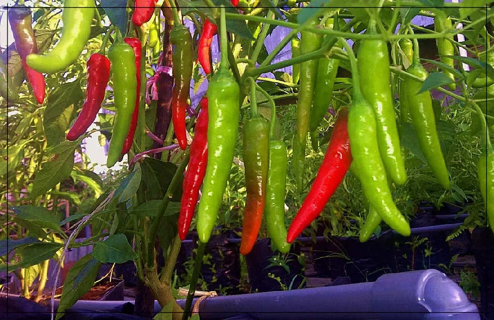 Analisa Usaha Budidaya Cabe Rawit: Peluang Bisnis Yang Menguntungkan