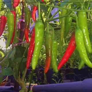 Analisa Usaha Budidaya Cabe Rawit: Peluang Bisnis Yang Menguntungkan