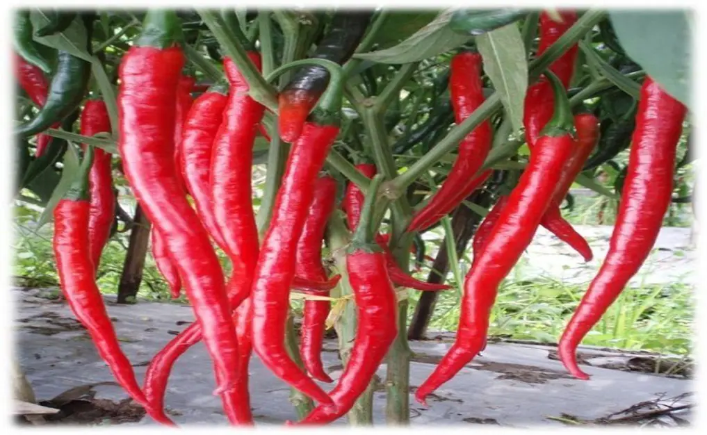 Budidaya Cabe Baja: Cara Meningkatkan Produktivitas Tanaman Cabe