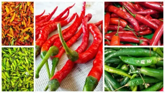 Budidaya Cabe dalam Pot - Cara Mudah dan Praktis untuk Menanam Cabai di Rumah