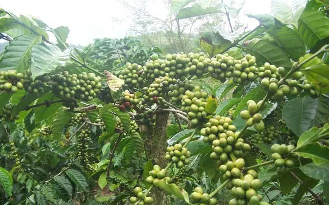 Budidaya Cabe di Kebun Kopi yang Sukses bagi Pemula: Cara, Tips, dan Triknya