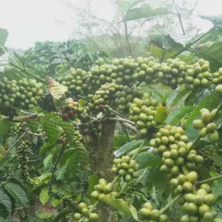 Budidaya Cabe di Kebun Kopi yang Sukses bagi Pemula: Cara, Tips, dan Triknya