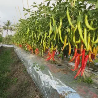 10 Panduan Budidaya Cabe di Musim Hujan yang Sukses
