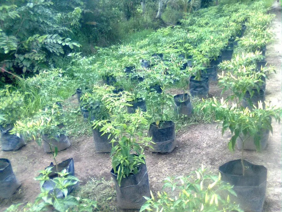 Cara Budidaya Cabai di Polybag yang Mudah dan Efektif