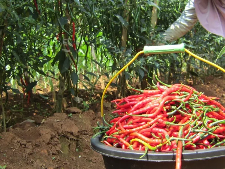 Mengenal Dan Memulai Budidaya Cabe Hias: Panduan Lengkap Untuk Pemula