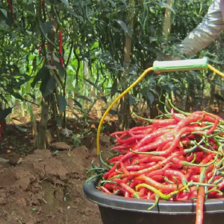Mengenal Dan Memulai Budidaya Cabe Hias: Panduan Lengkap Untuk Pemula