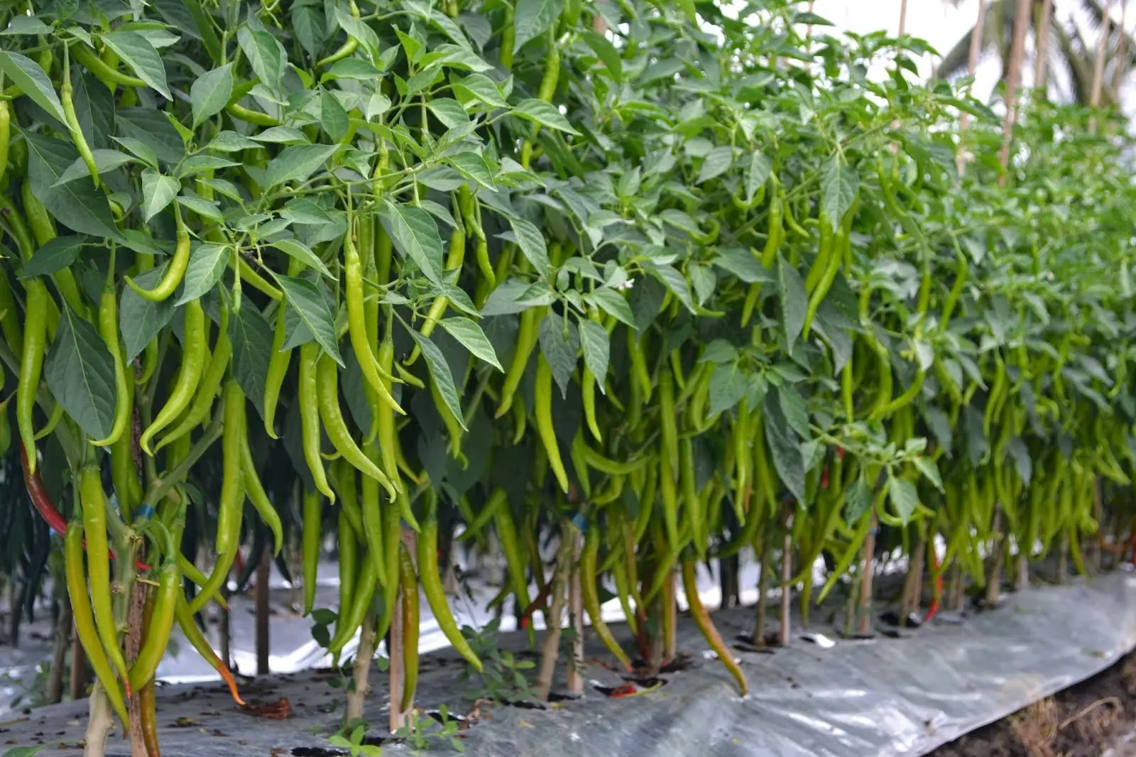 Budidaya Cabe Hibrida: Cara Tepat Mendapatkan Hasil Terbaik