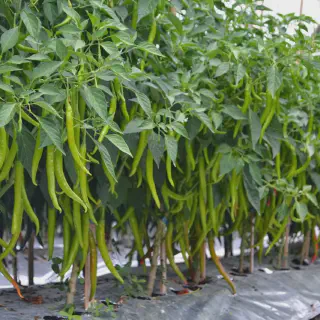 Budidaya Cabe Hibrida: Cara Tepat Mendapatkan Hasil Terbaik