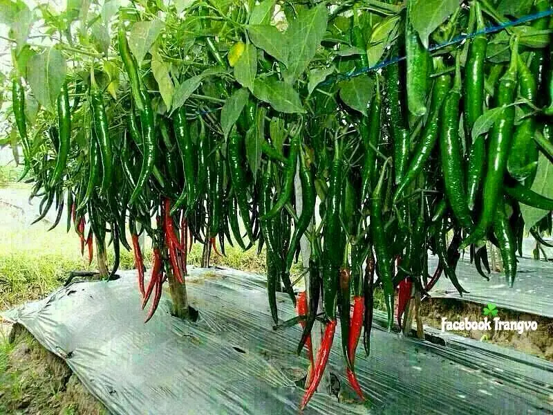 Menyingkap Rahasia Budidaya Cabe Hijau Besar yang Menjanjikan Hasil Berlimpah