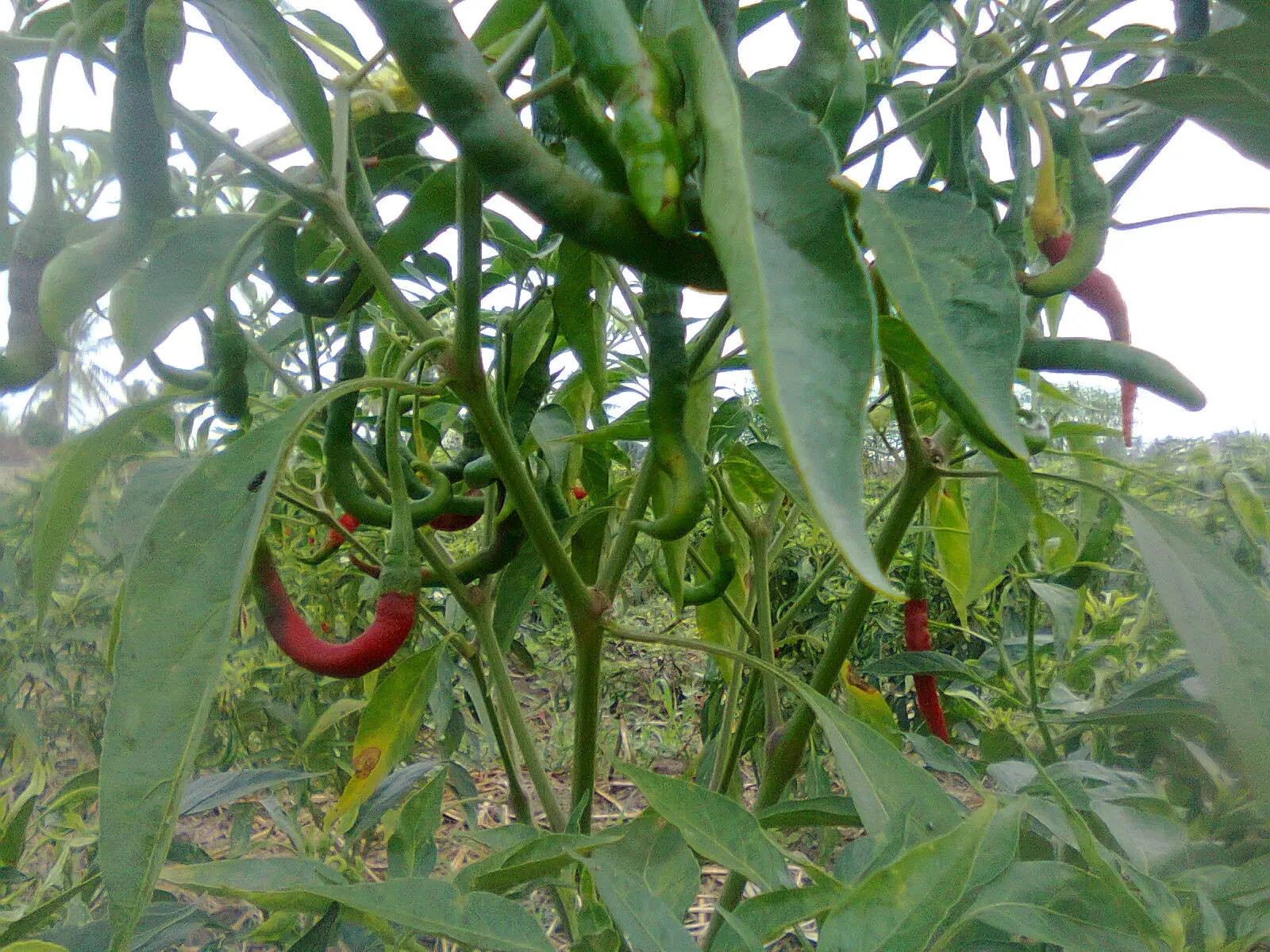 Mengoptimalkan Budidaya Cabe Hijau: Tips dan Trik yang Perlu Diketahui