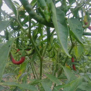 Mengoptimalkan Budidaya Cabe Hijau: Tips dan Trik yang Perlu Diketahui