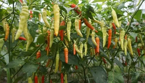 Panduan Lengkap Budidaya Cabe Jamu Madura untuk Pemula