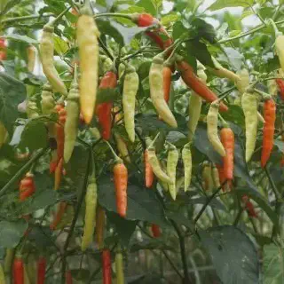 Panduan Lengkap Budidaya Cabe Jamu Madura untuk Pemula