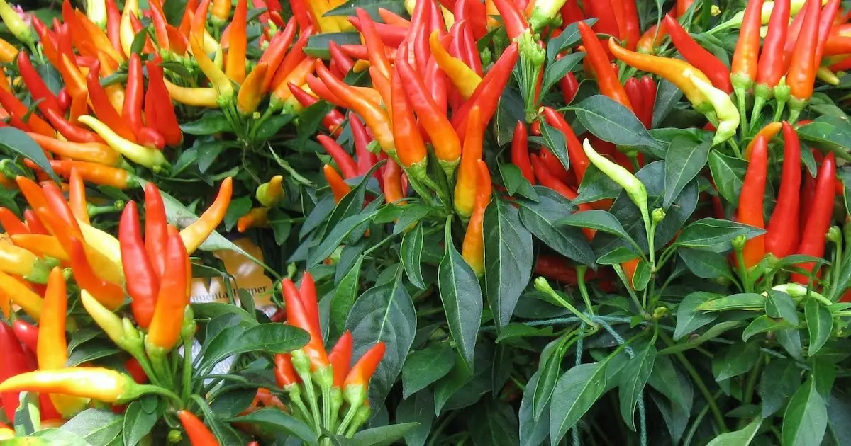 Bagaimana Membudidayakan Cabe Jamu: Panduan PDF yang Mudah Diikuti