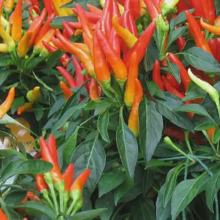 Bagaimana Membudidayakan Cabe Jamu: Panduan PDF yang Mudah Diikuti