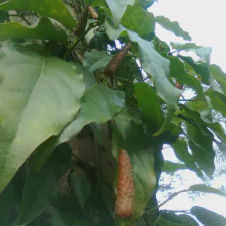 Budidaya Cabe Jawa: Panduan Lengkap untuk Menanam Tanaman Cabai yang Menguntungkan