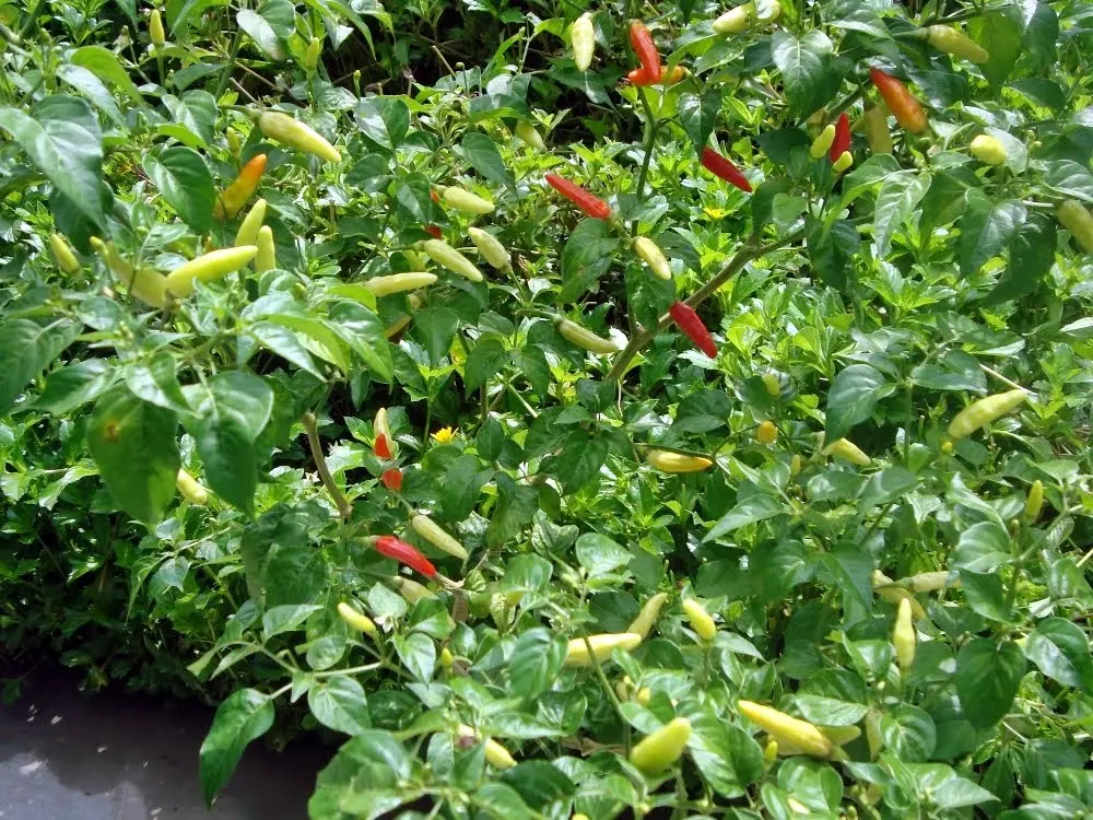 Budidaya Cabe Kecil: Cara Mudah Menanam Cabe di Rumah