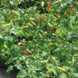 Budidaya Cabe Kecil: Cara Mudah Menanam Cabe di Rumah