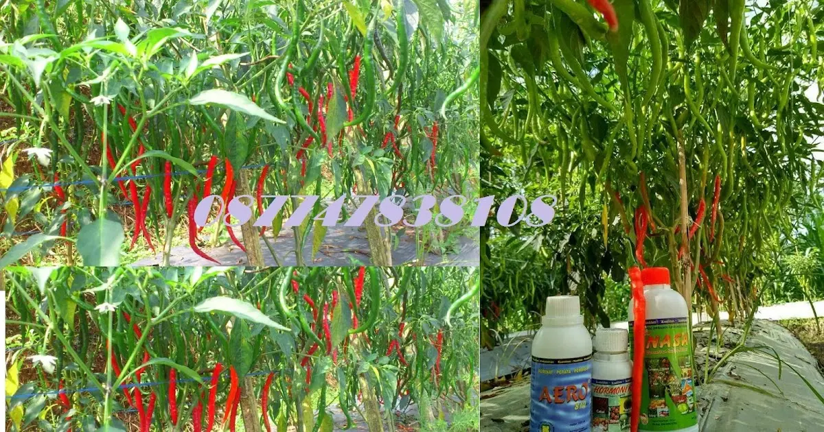 Budidaya Cabe Keriting dengan NASA: Tips dan Cara Sukses