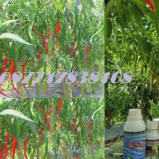 Budidaya Cabe Keriting dengan NASA: Tips dan Cara Sukses