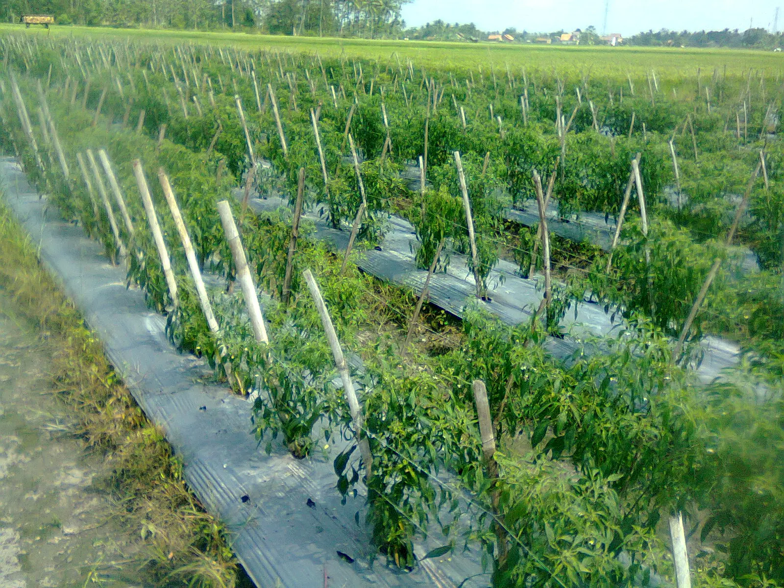 Budidaya Cabai Keriting Hibrida: Tips dan Trik untuk Menyambut Panen Gemilang