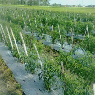 Budidaya Cabai Keriting Hibrida: Tips dan Trik untuk Menyambut Panen Gemilang