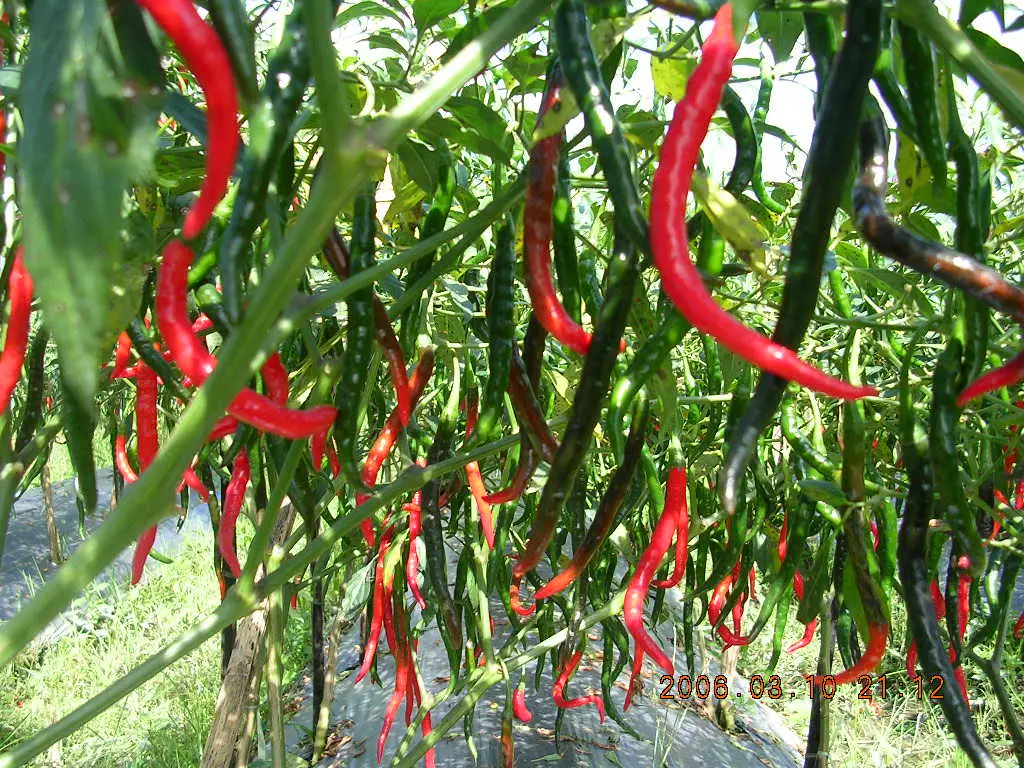 Budidaya Cabe Keriting Musim Hujan: Panduan Praktis Untuk Pemula