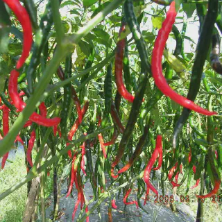 Budidaya Cabe Keriting Musim Hujan: Panduan Praktis Untuk Pemula