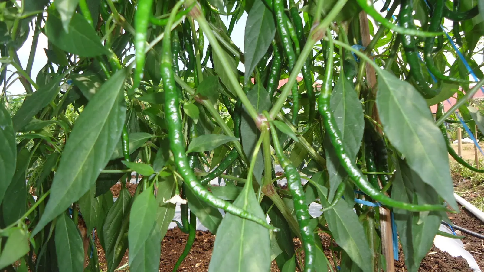 Budidaya Cabe Keriting NASA: Cara Ampuh Membuat Kebun Cabe Yang Sukses