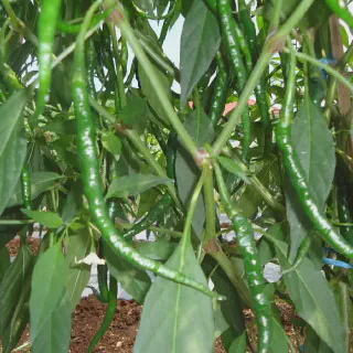 Budidaya Cabe Keriting NASA: Cara Ampuh Membuat Kebun Cabe Yang Sukses