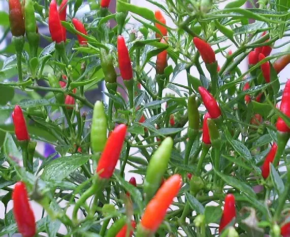 Budidaya Cabe Keriting PDF: Cara Mudah Menanam dan Merawat Cabe Keriting untuk Pemula