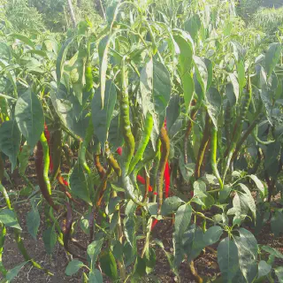 Panduan Lengkap Budidaya Cabe Keriting PM 999 untuk Pemula