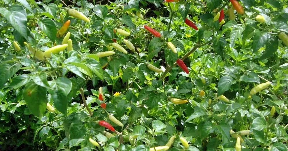 Kaya Raya dengan Budidaya Cabe Laju