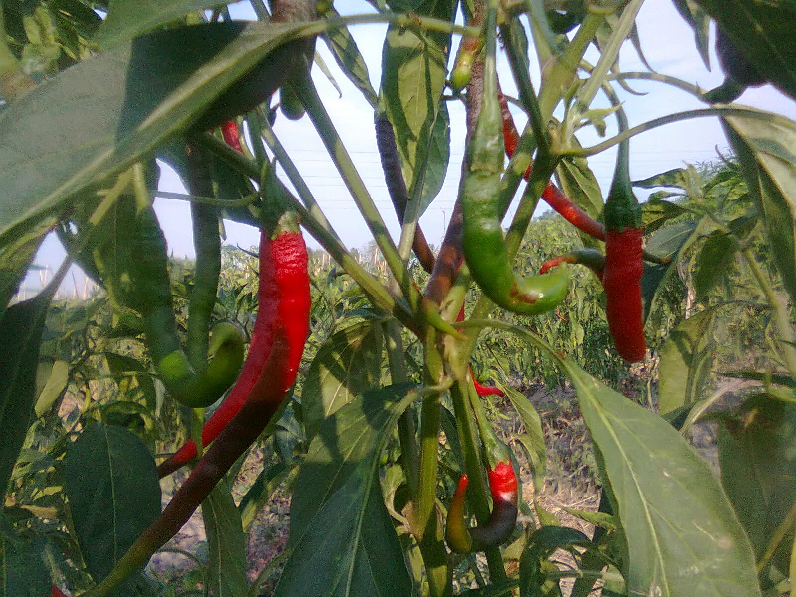 Manfaat Budidaya Cabe Merah Baja F1 yang Perlu Diketahui