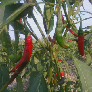 Manfaat Budidaya Cabe Merah Baja F1 yang Perlu Diketahui