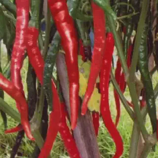 Budidaya Cabe Merah Besar Musim Hujan: Tips dan Trik untuk Menghasilkan Panen Berkualitas