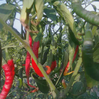 Budidaya Cabe Merah Besar: Panduan Lengkap dari Awal Hingga Panen