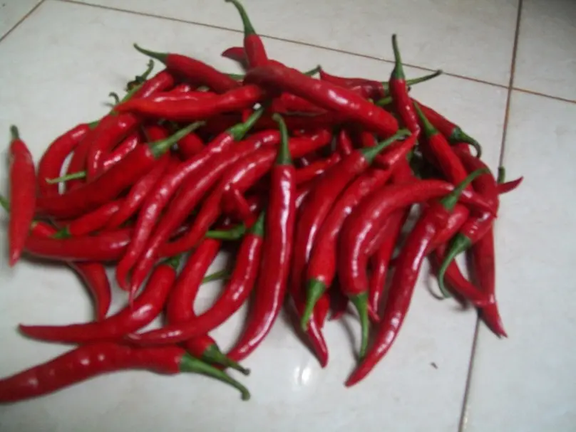 Budidaya Cabe Merah di Pot: Tanam di dalam Rumah dengan Hasil Menggiurkan