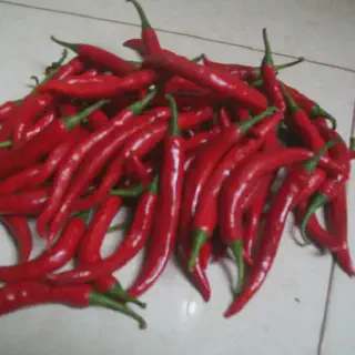 Budidaya Cabe Merah di Pot: Tanam di dalam Rumah dengan Hasil Menggiurkan