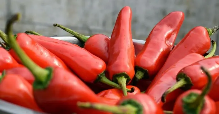 Budidaya Cabe Merah Hibrida: Panduan Lengkap