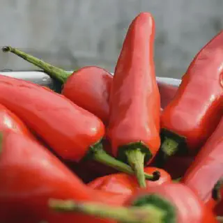 Budidaya Cabe Merah Hibrida: Panduan Lengkap