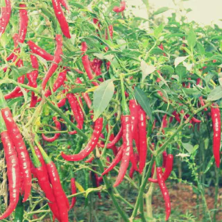 Menghasilkan Panen Cabe Merah Melimpah di Musim Kemarau