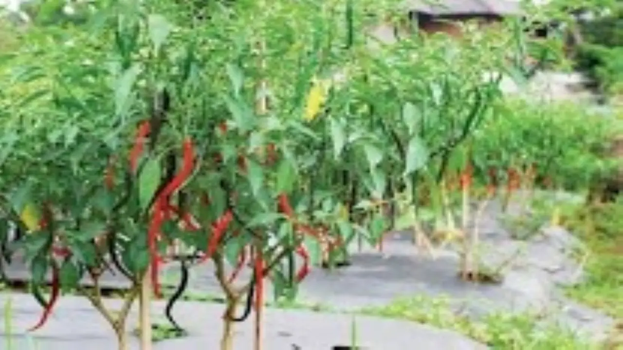 Budidaya Cabe Musim Hujan: Tips Agar Panen Lebih Melimpah