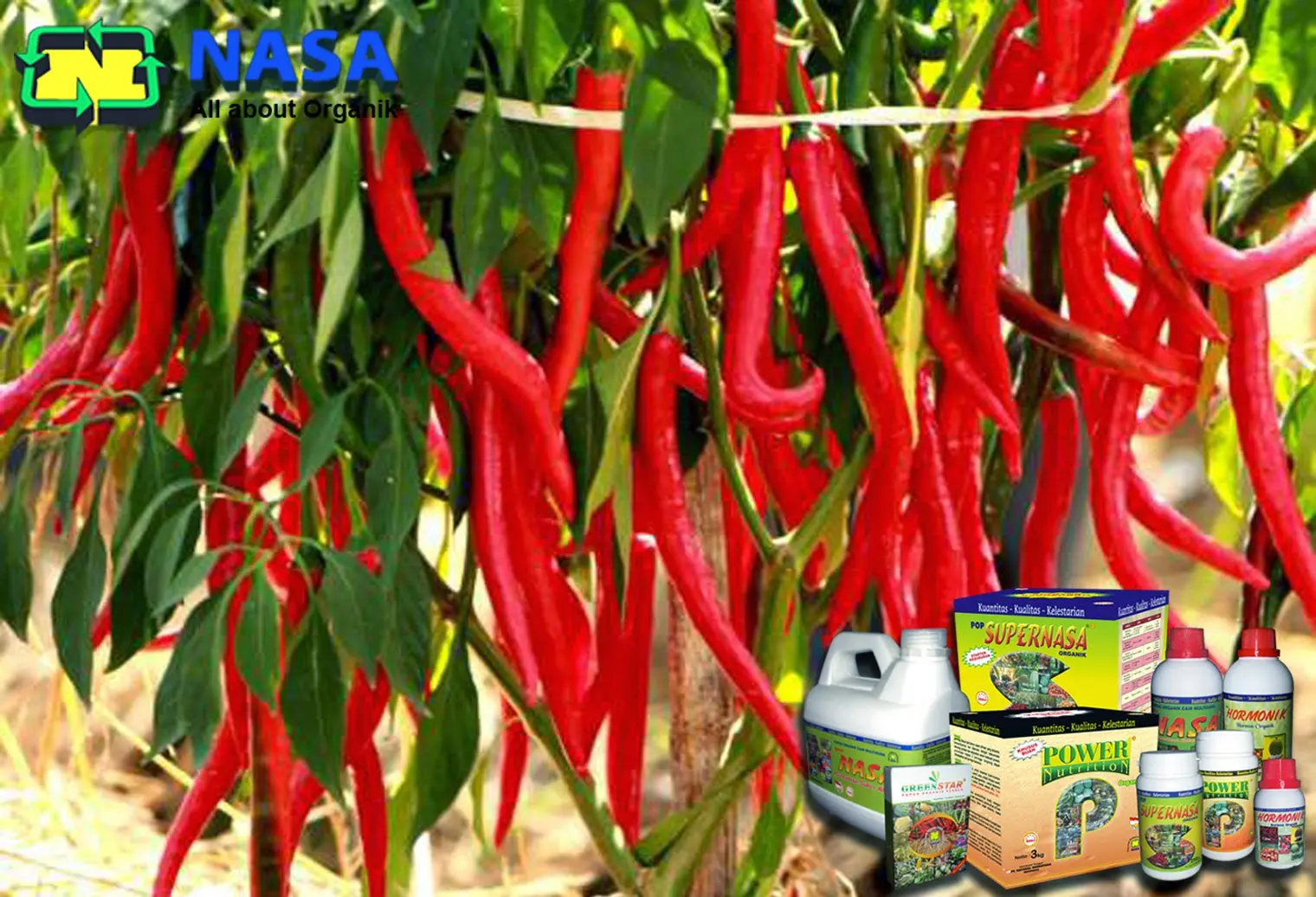 Budidaya Cabe NASA: Tips Menanam dan Merawat Cabai dengan Teknologi Terbaru