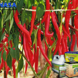 Budidaya Cabe NASA: Tips Menanam dan Merawat Cabai dengan Teknologi Terbaru